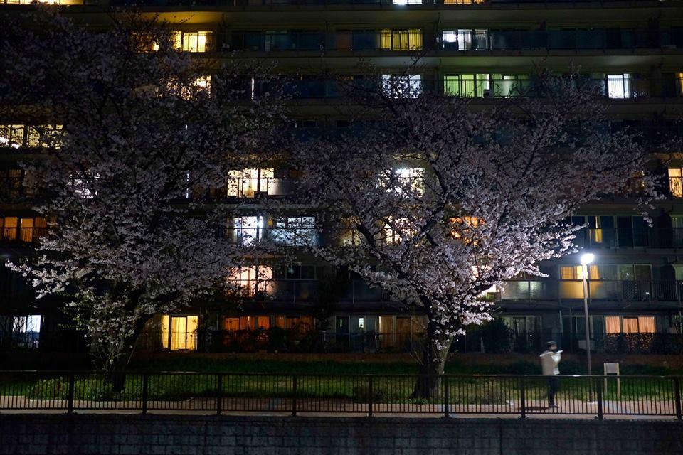 愛宕橋付近の夜桜。