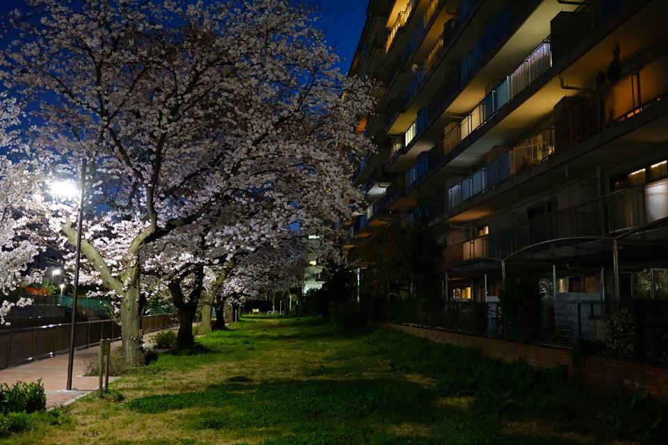 愛宕橋付近の夜桜。 画像