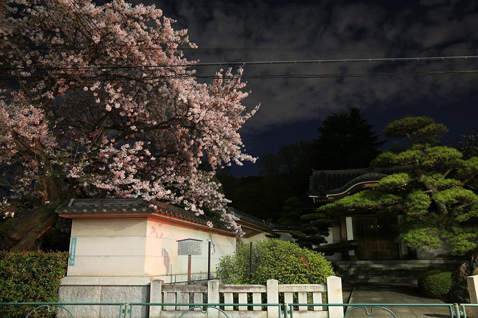 禅定院前の夜桜