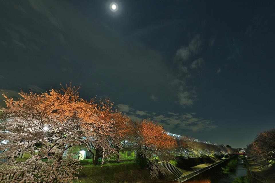 平成みあい橋からの桜並木 画像