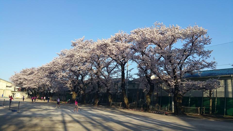 大泉第二中学校の桜