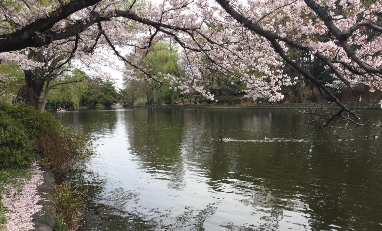 桜とカルガモ 画像