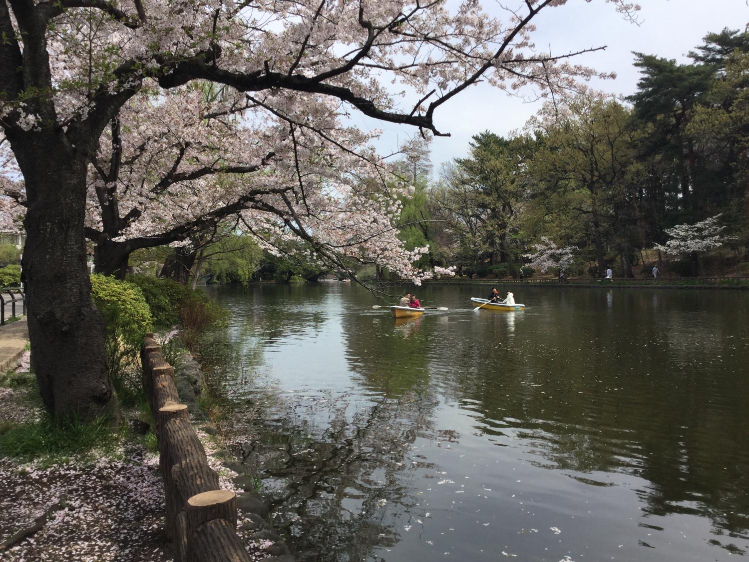 桜とカルガモ 画像