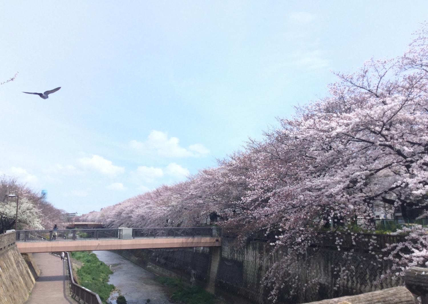 石神井川の桜 画像