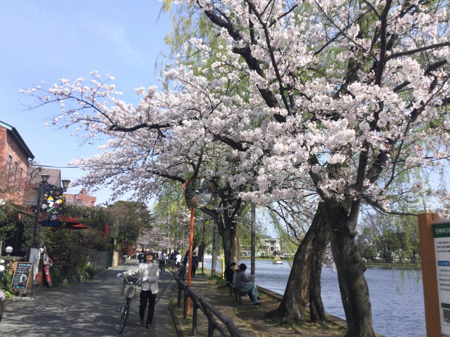 ボート池の桜 画像