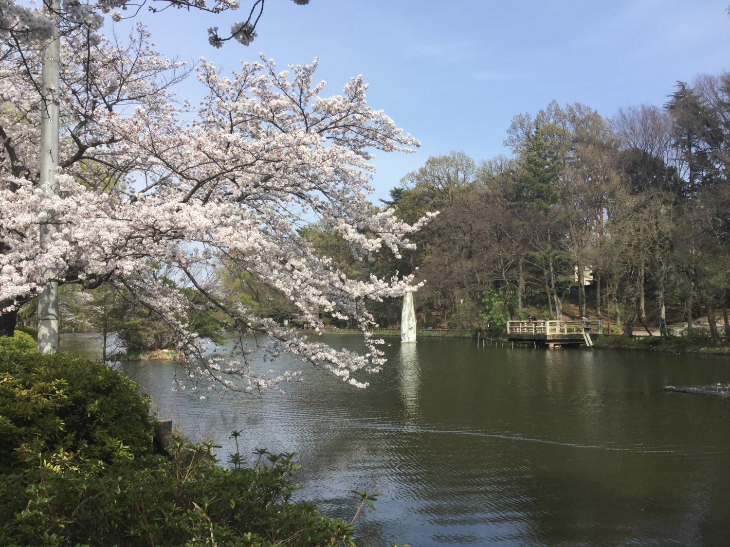 ボート池の桜 画像
