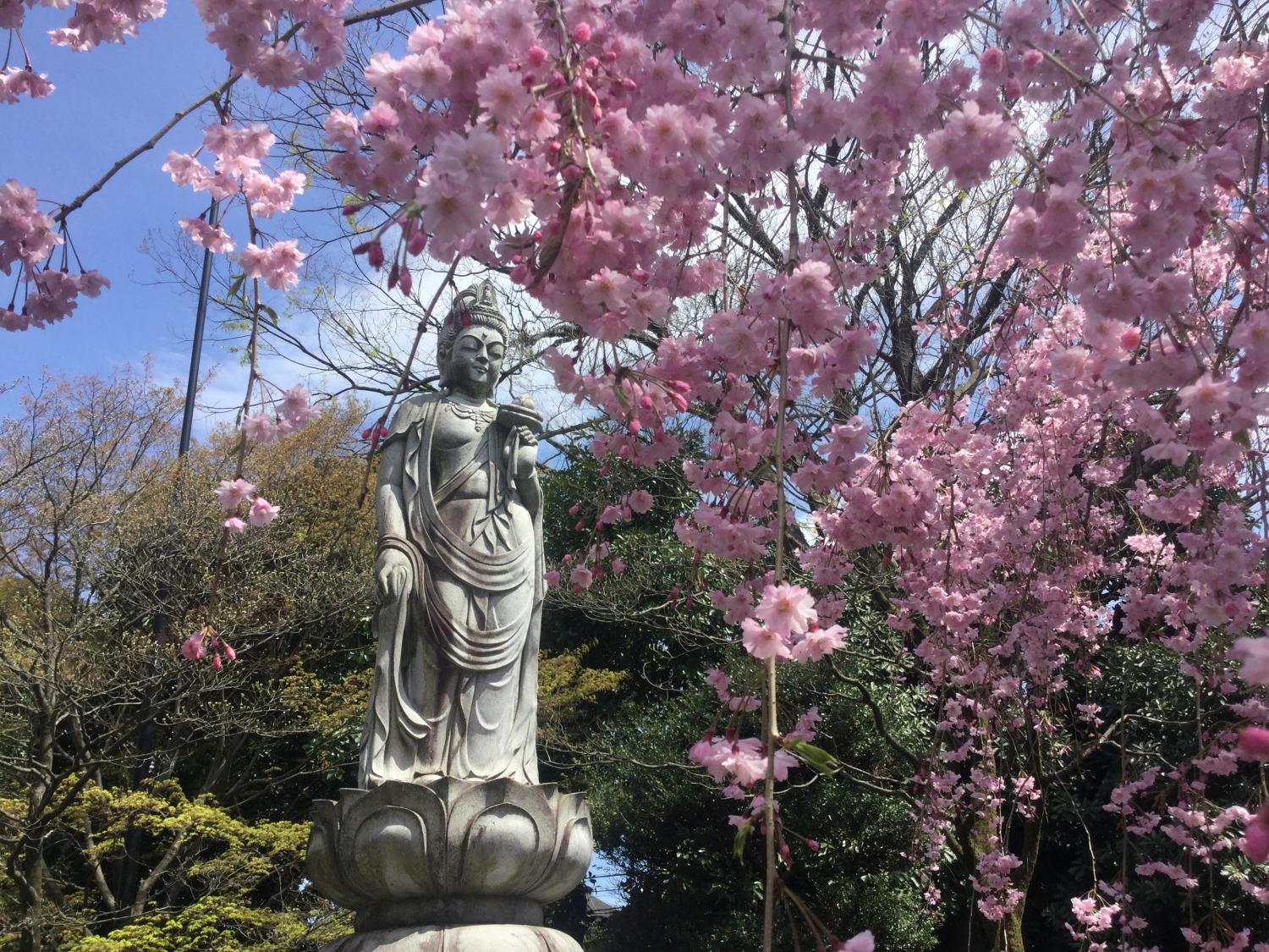 禅定院の枝垂れ桜が見頃です