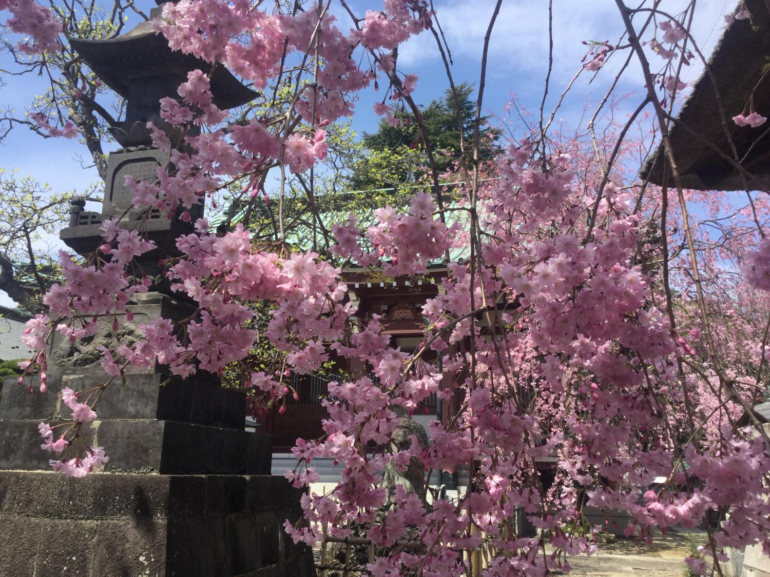 禅定院の枝垂れ桜が見頃です 画像