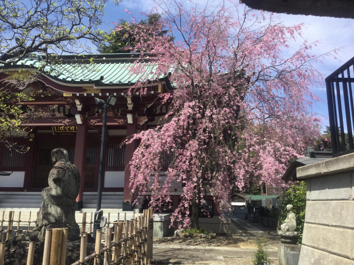 禅定院の枝垂れ桜が見頃です 画像