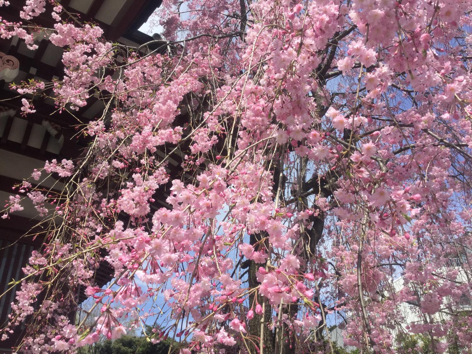 禅定院の枝垂れ桜が満開です