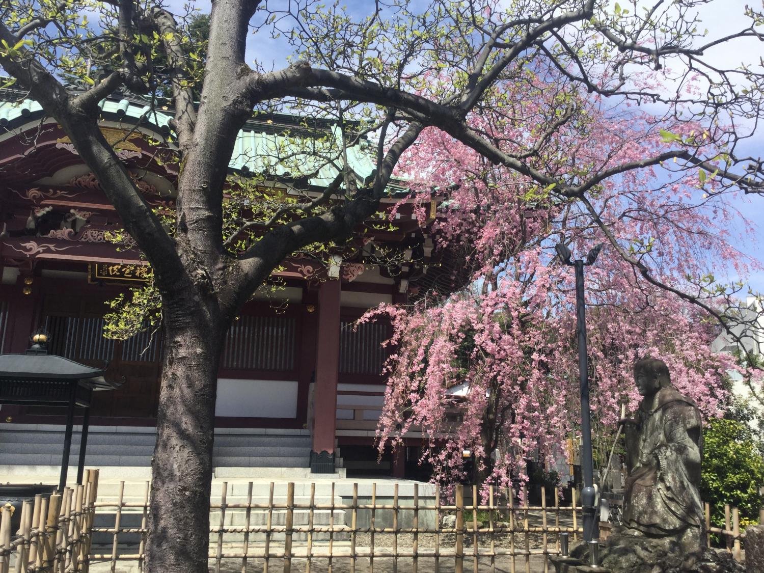 禅定院の枝垂れ桜が満開です 画像