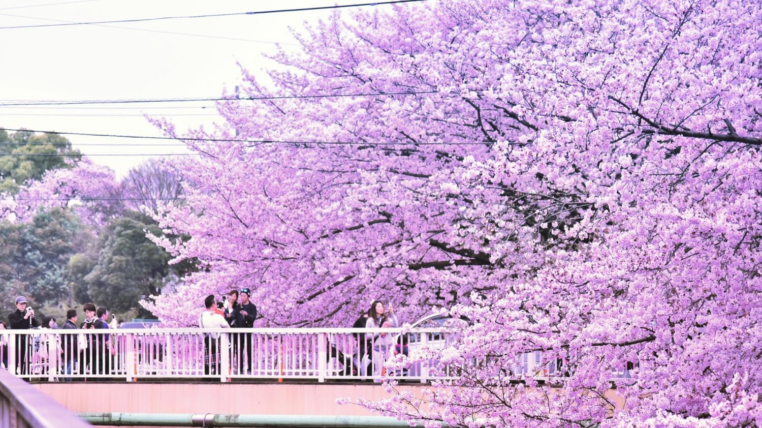 桜花絢爛 画像