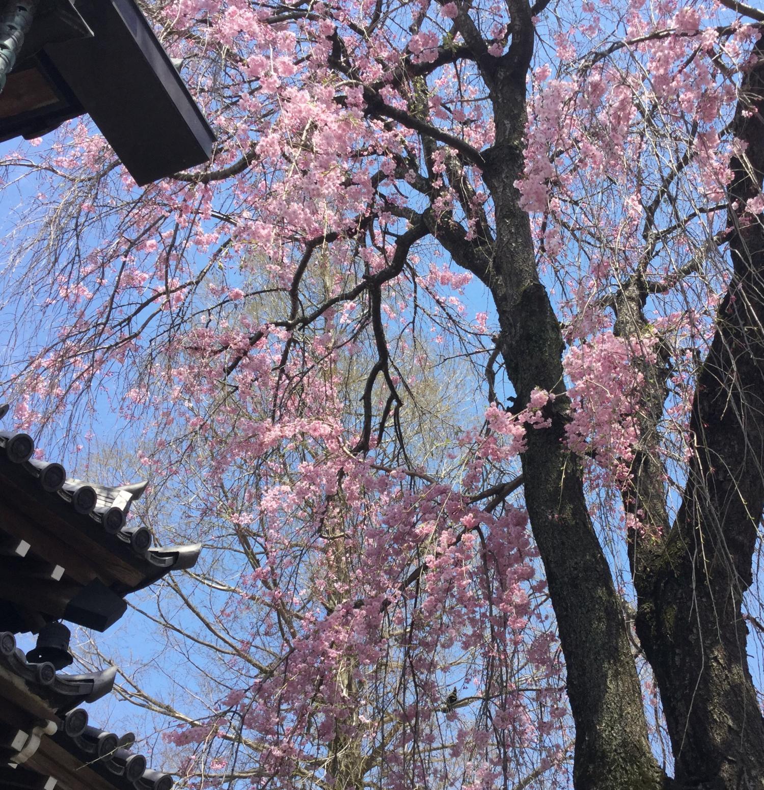 法融寺の枝垂れ桜
