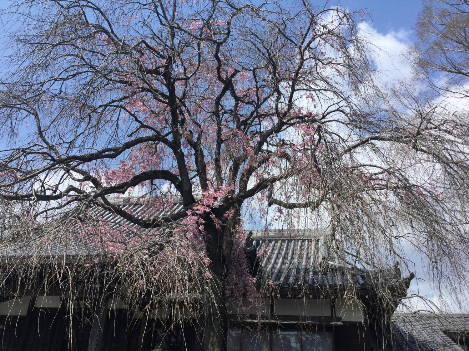 法融寺の枝垂れ桜 画像