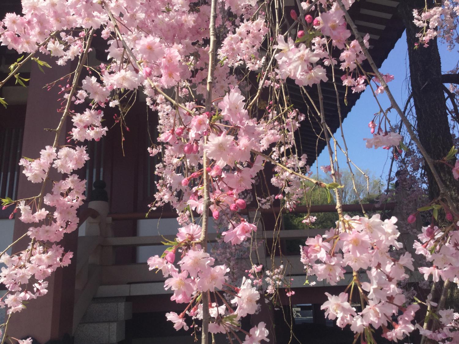 枝垂れ桜が満開 画像