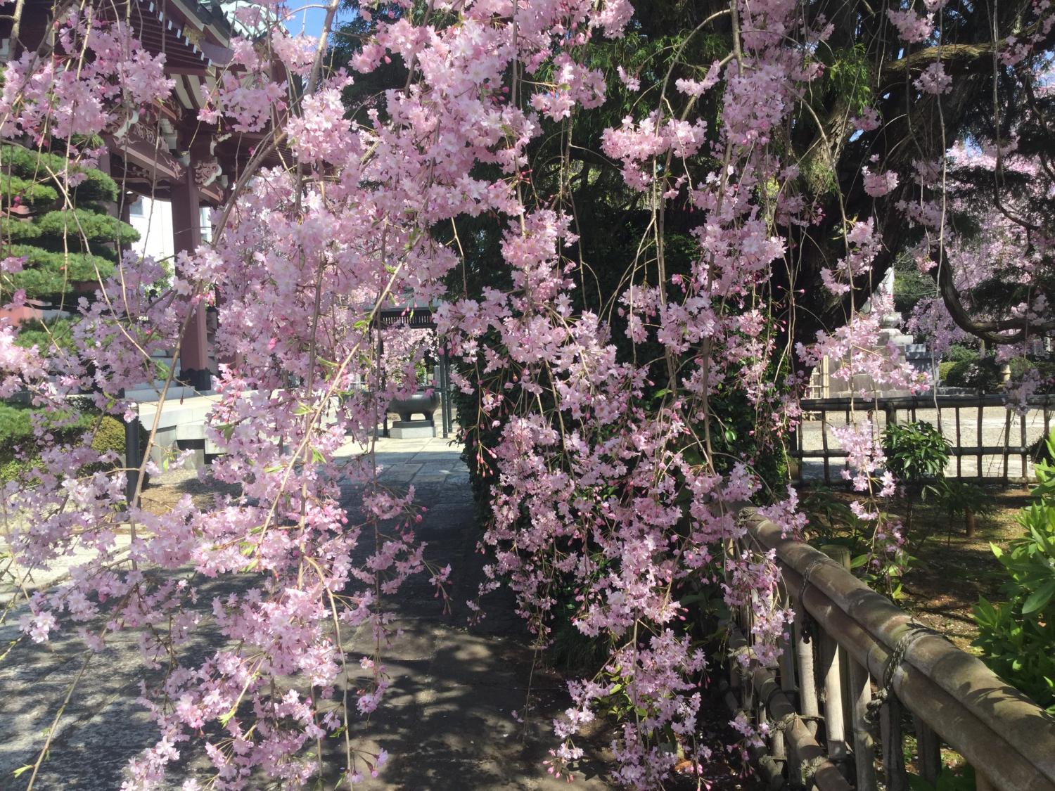 枝垂れ桜が満開 画像