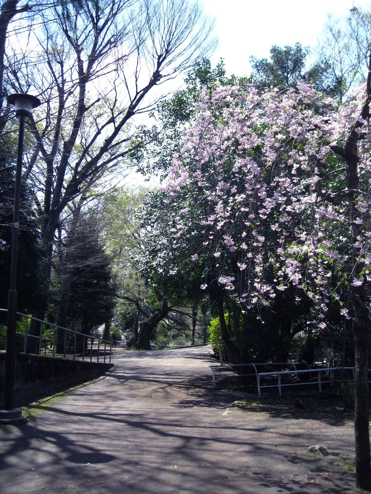 春の関公園をお散歩～♪