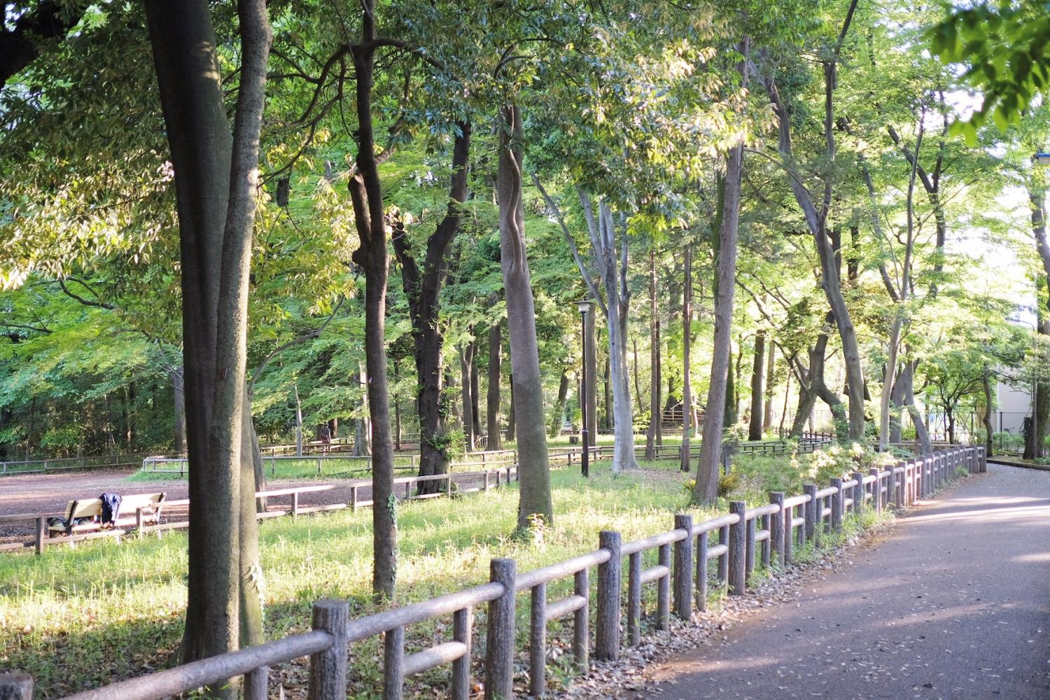西日射す石神井公園 画像