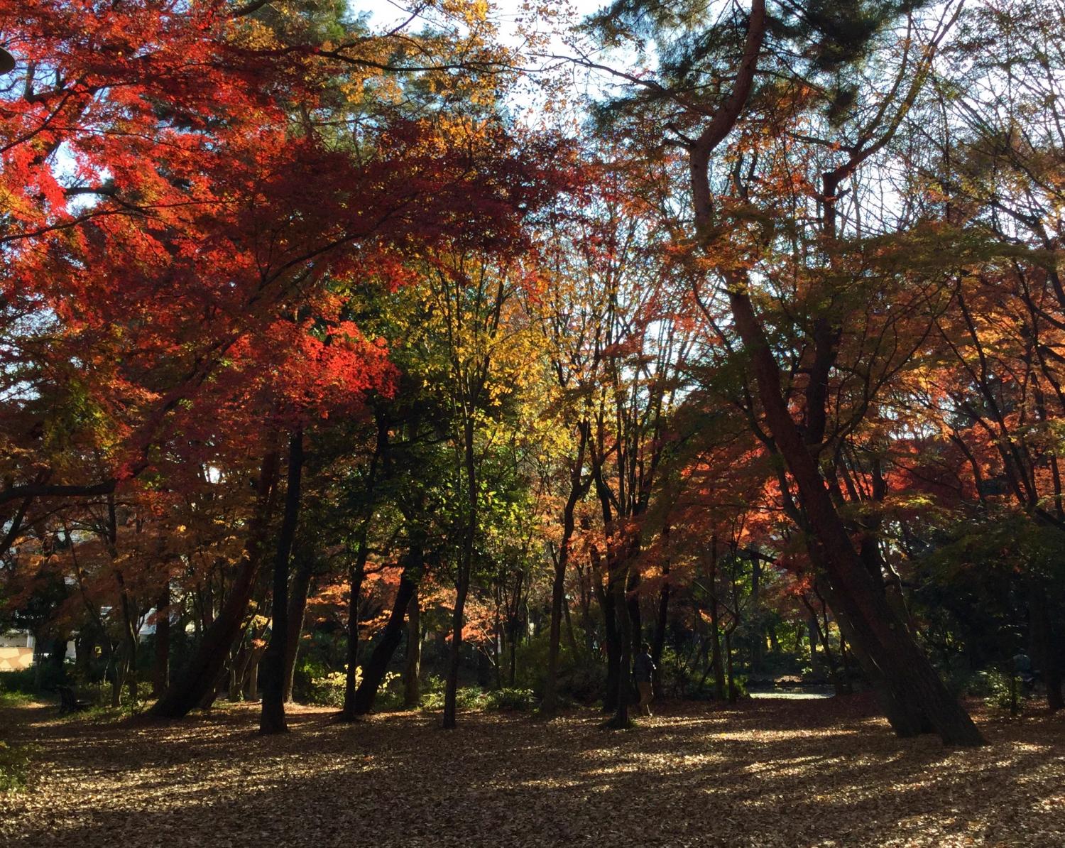 石神井公園 記念庭園の紅葉 ②