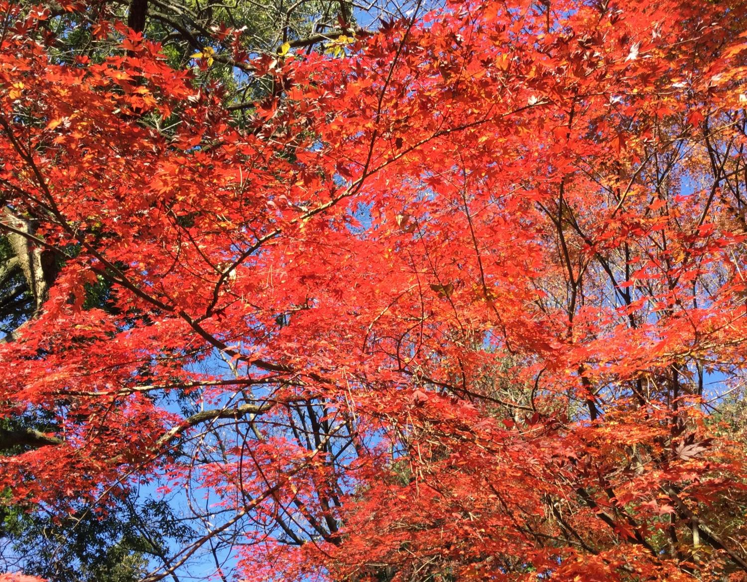 石神井公園 記念庭園の紅葉 ① 画像