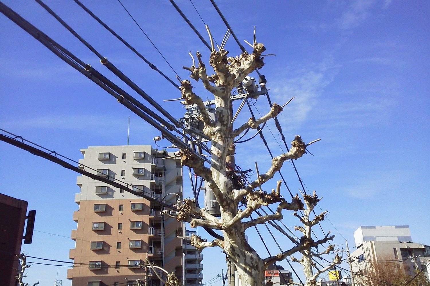 電柱に見える街路樹 画像