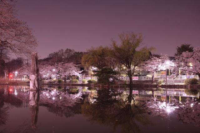 夜桜は別の顔 画像