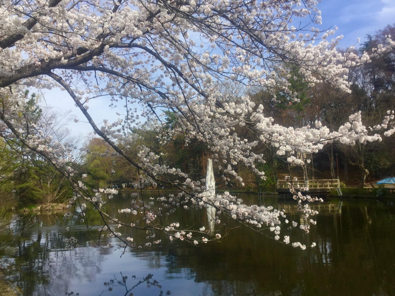 桜とヤマブキ 画像