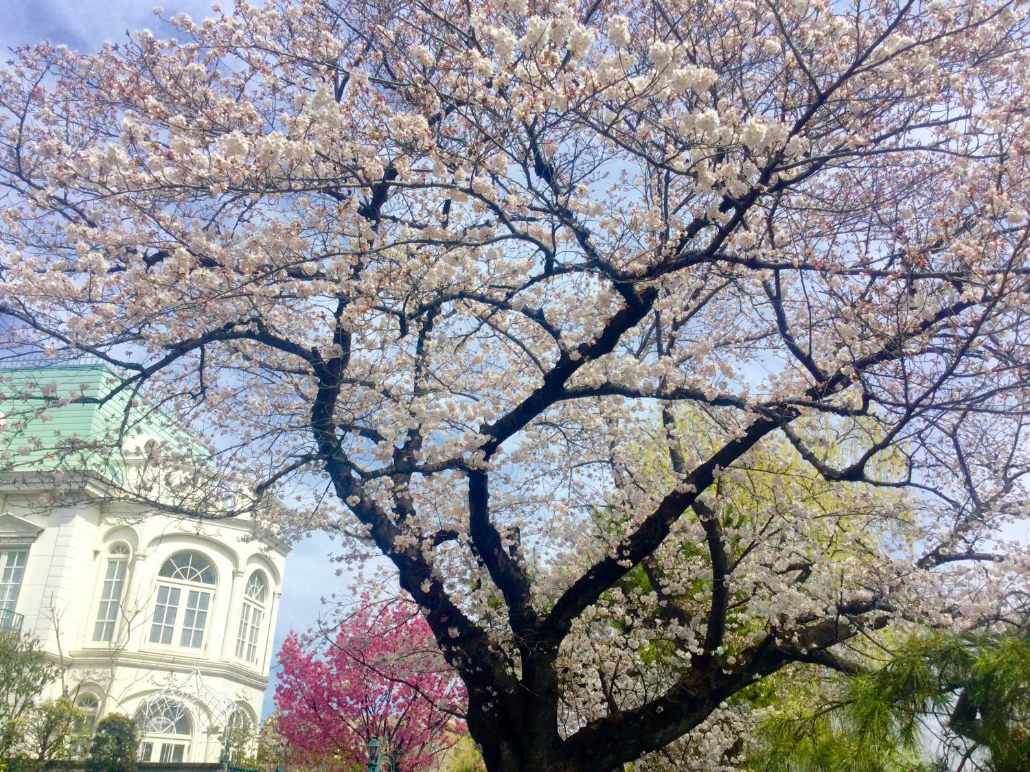 桜がとっても綺麗！！ 画像