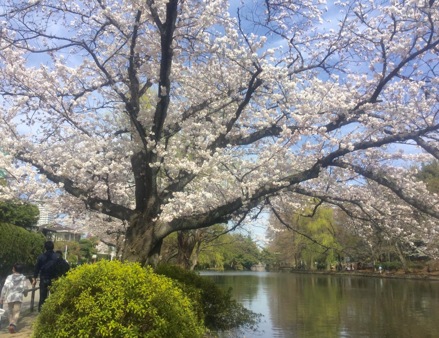 桜がとっても綺麗！！ 画像