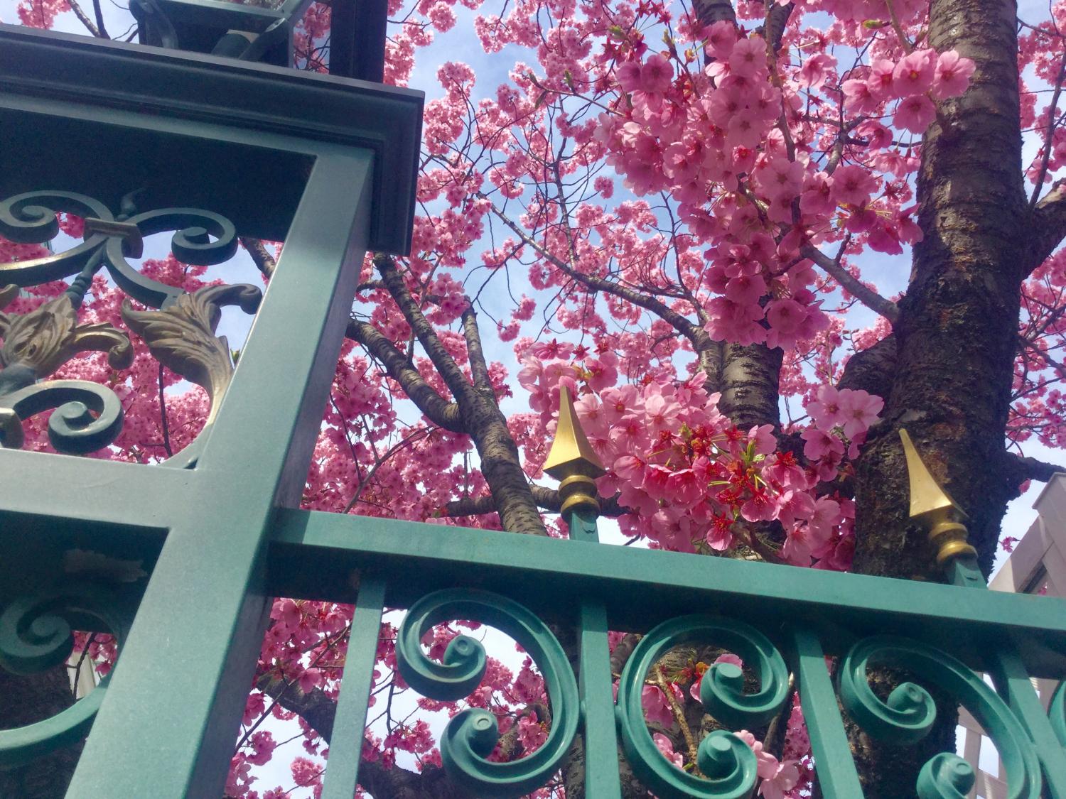 濃いピンクの桜が素敵 画像