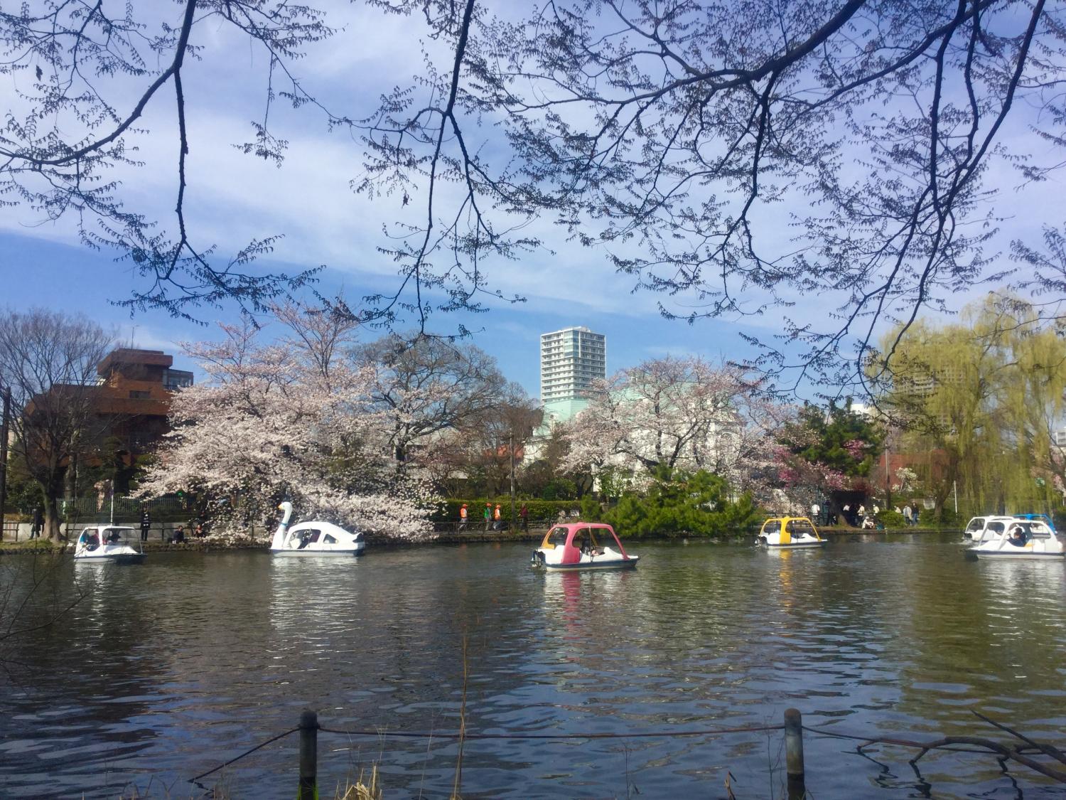 桜と柳とボート