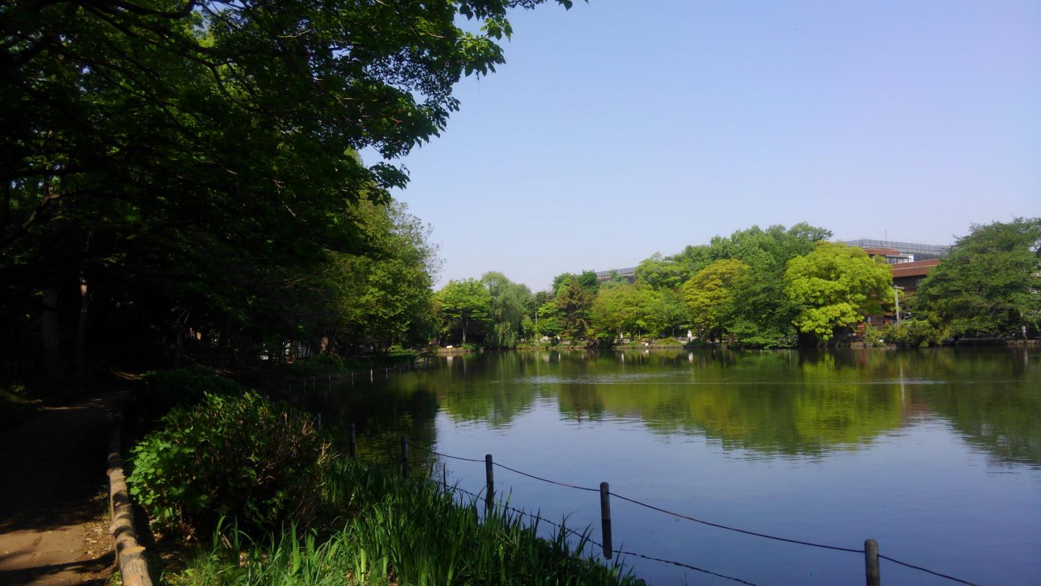 新緑の石神井公園 画像