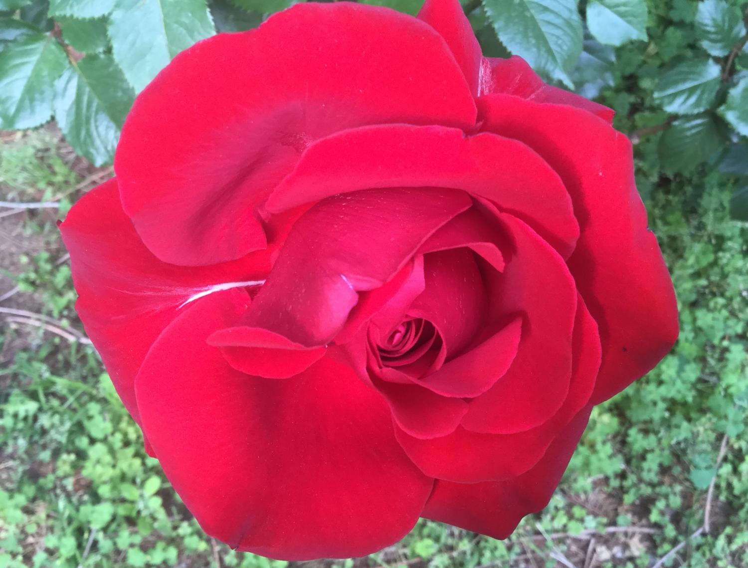 真っ赤な素敵な薔薇
