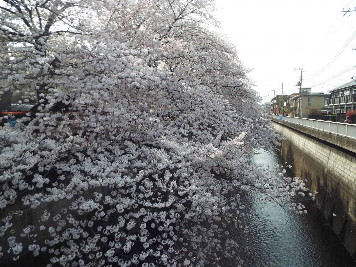 桜のてんこ盛り 画像