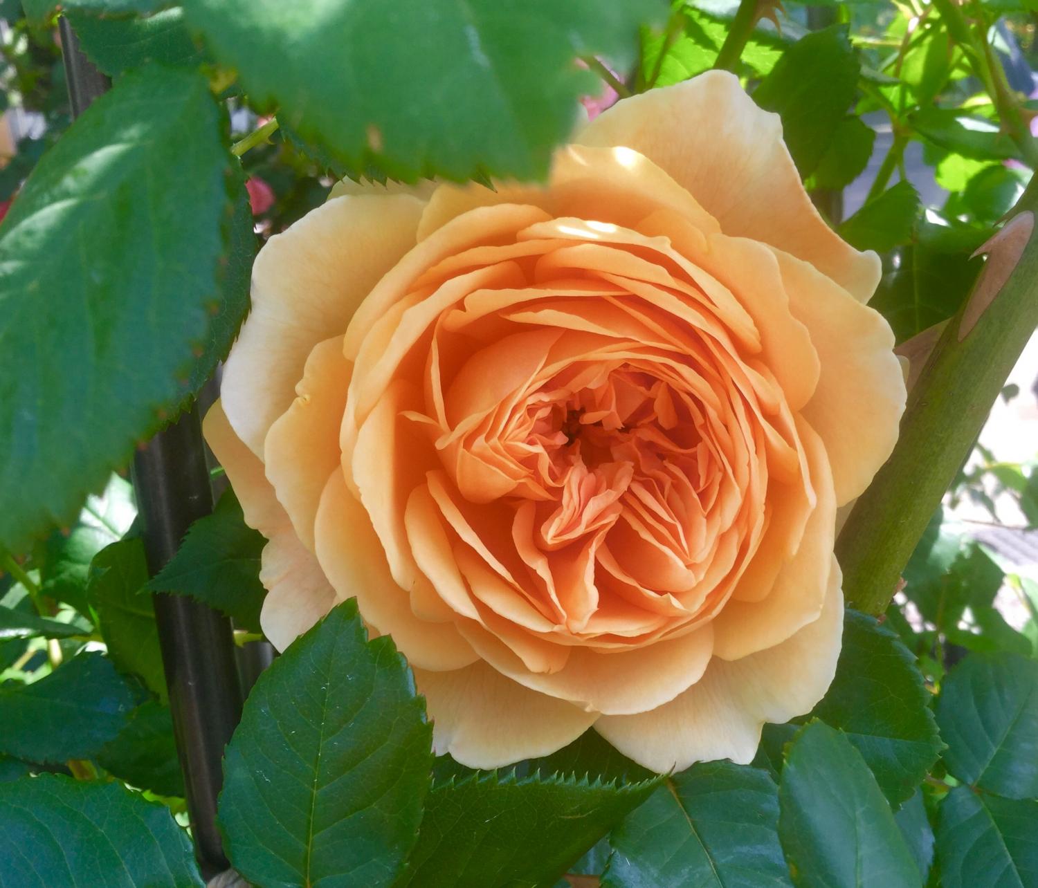 魅惑の薔薇ー四季の香ローズガーデンを彩る薔薇ー 画像