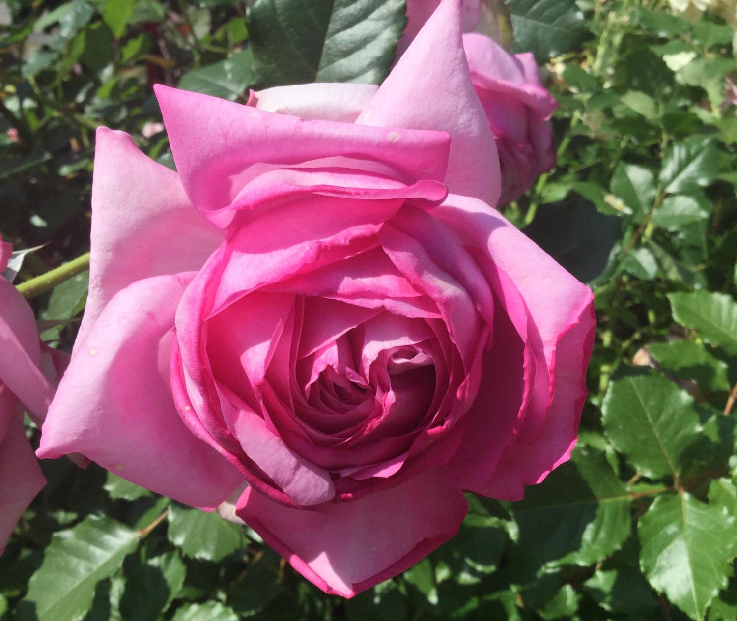魅惑の薔薇ー四季の香ローズガーデンを彩る薔薇ー 画像