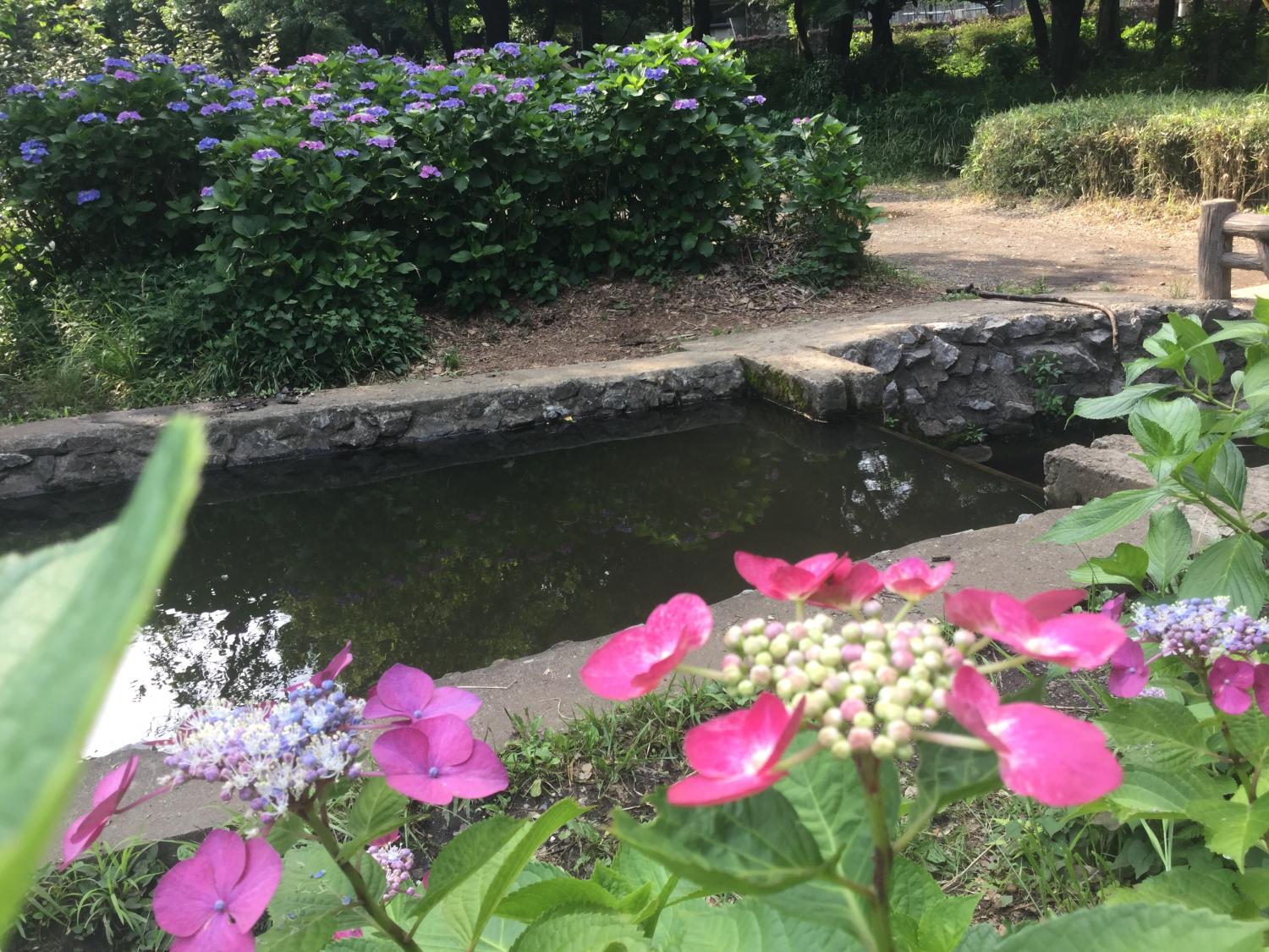 三宝寺池の紫陽花いろいろ 画像