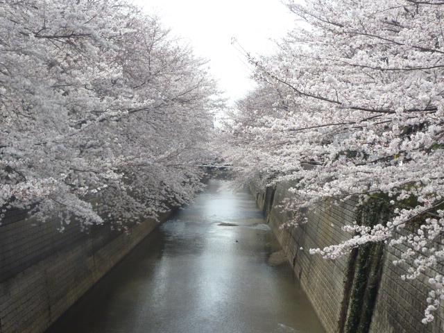 桜見橋の桜