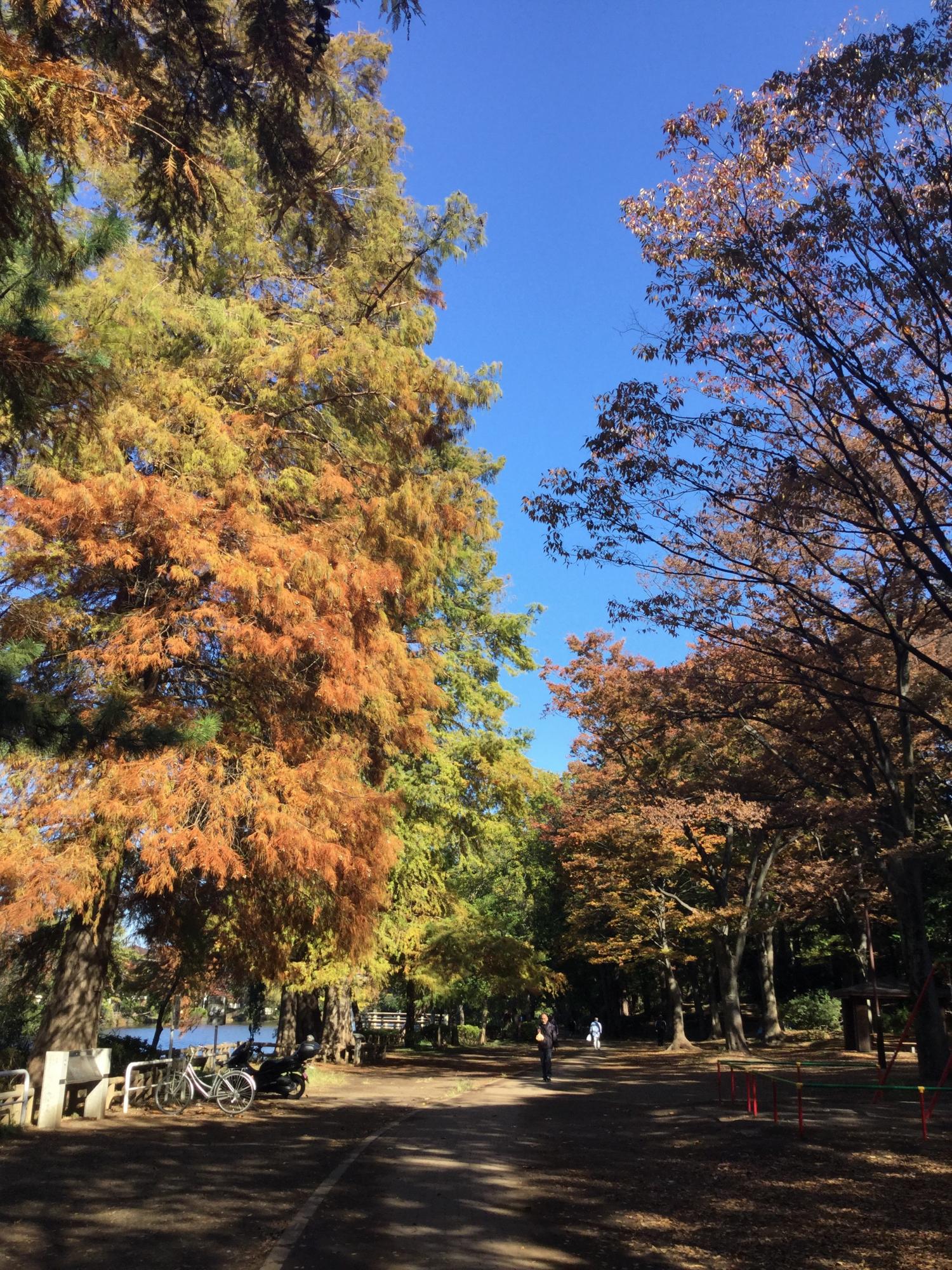 石神井公園 大好き！
