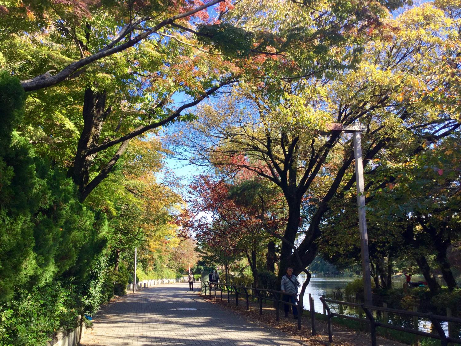 石神井公園 大好き！