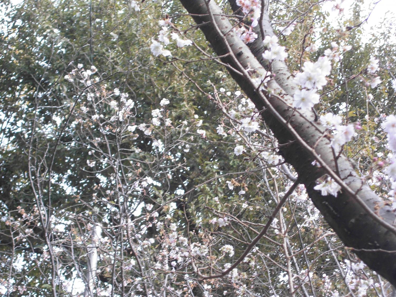 冬桜が今年も咲く