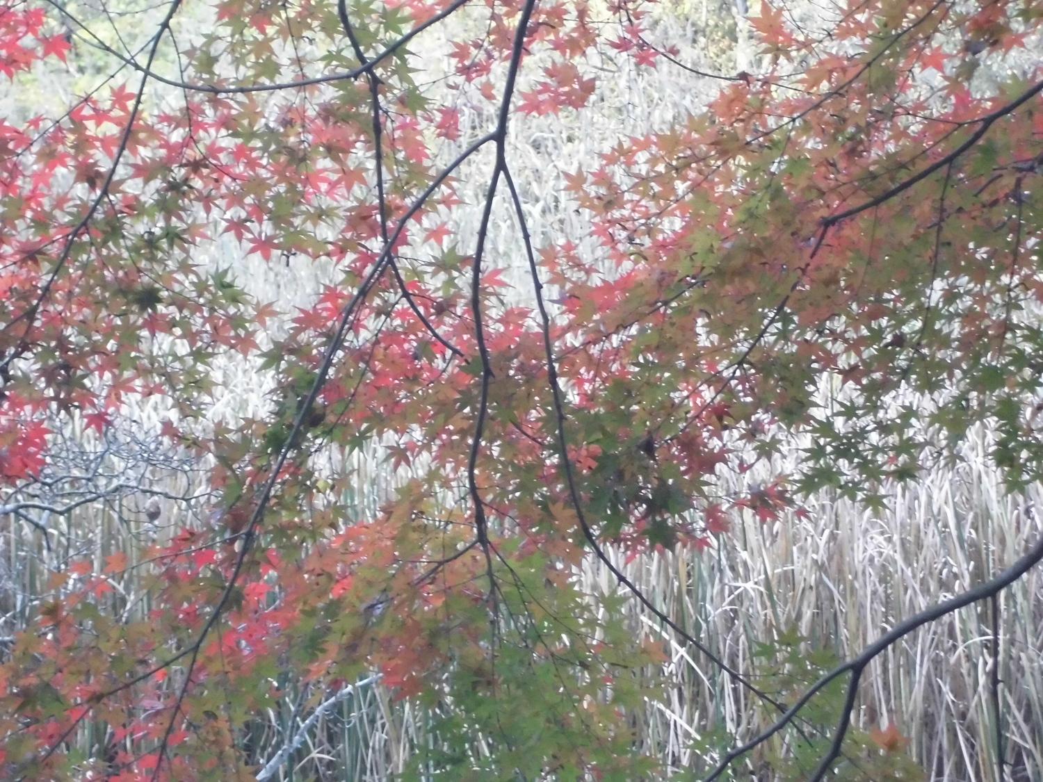 石神井公園：紅葉