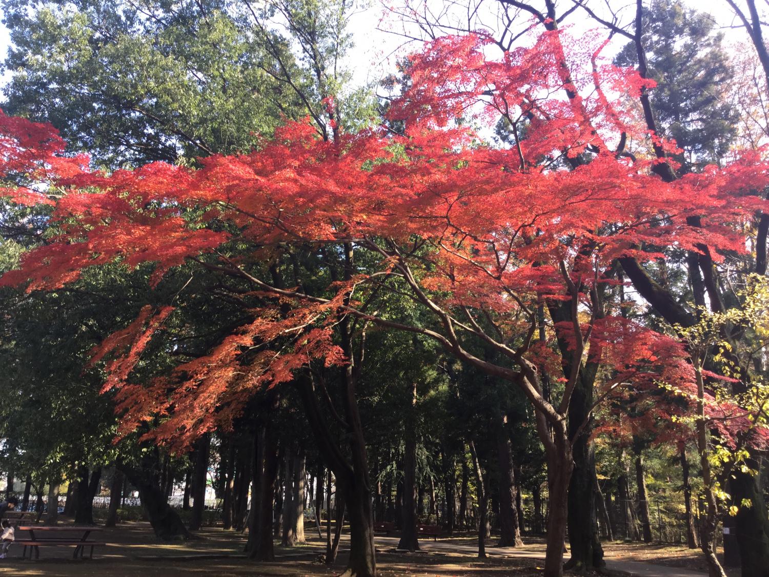 松の風文化公園の紅葉 画像
