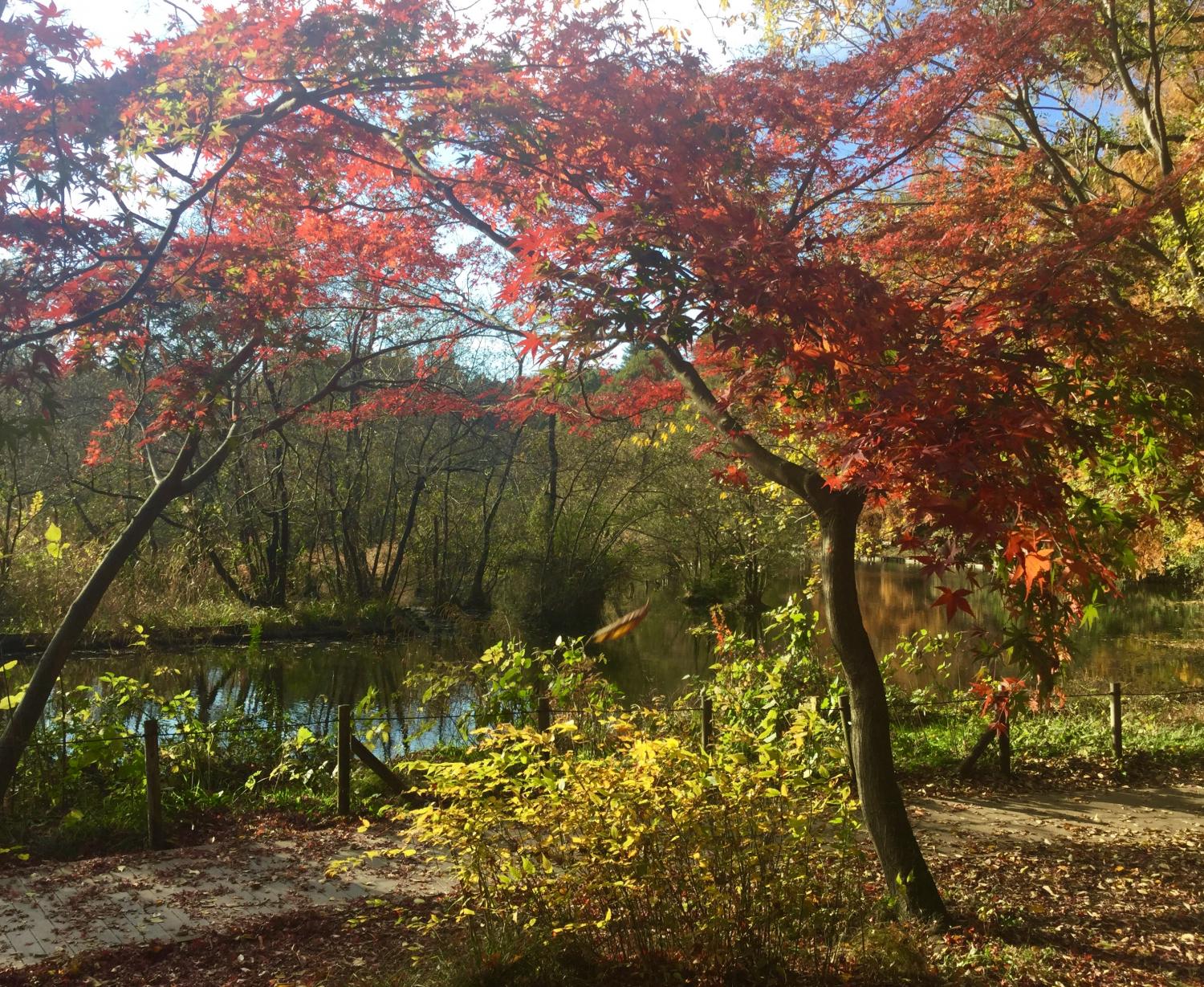 三宝寺池の人気の紅葉スポット 画像