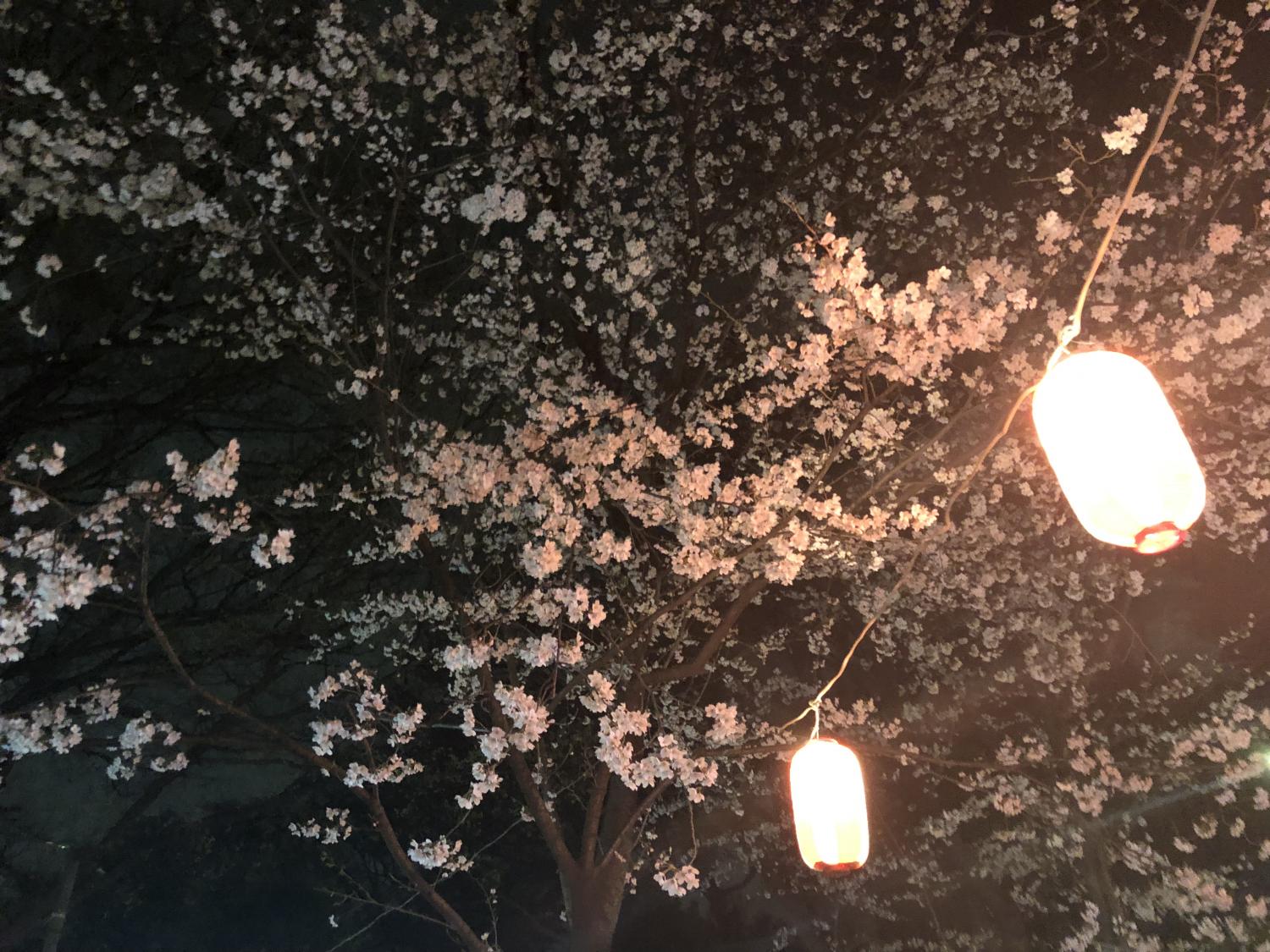 夜桜 画像
