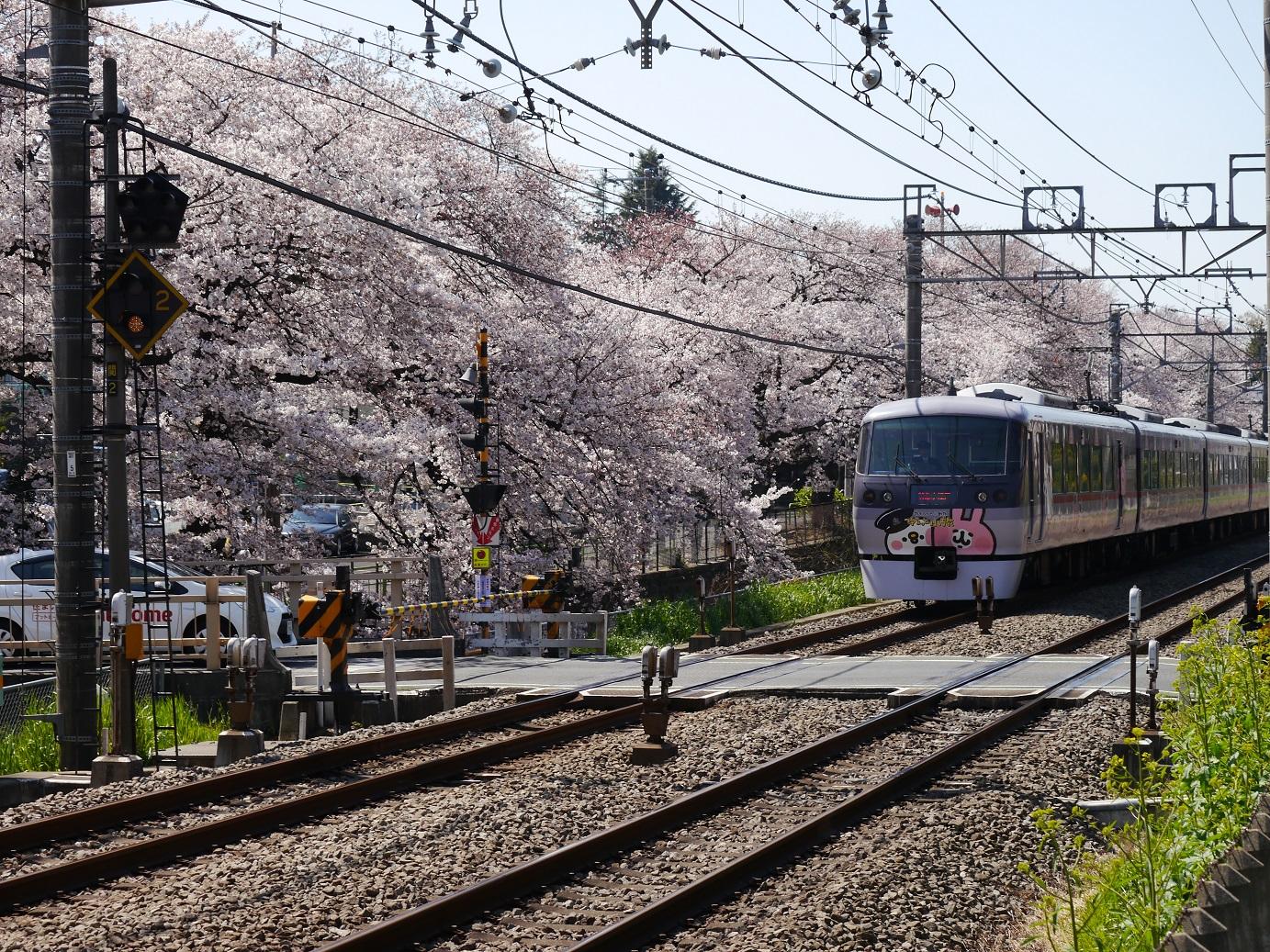 桜と西武線 画像