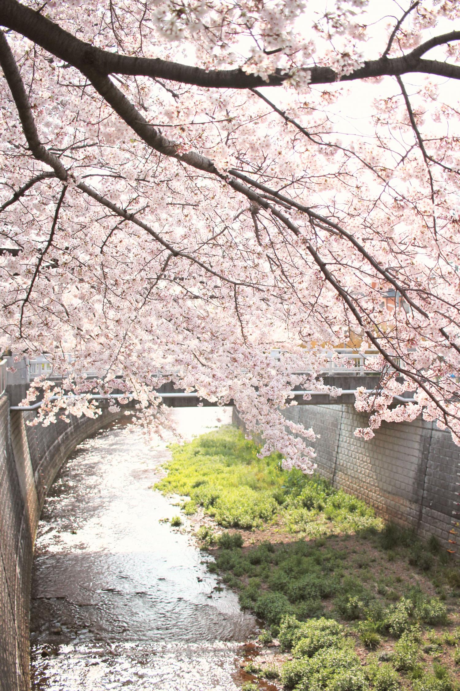 石神井川の桜 画像