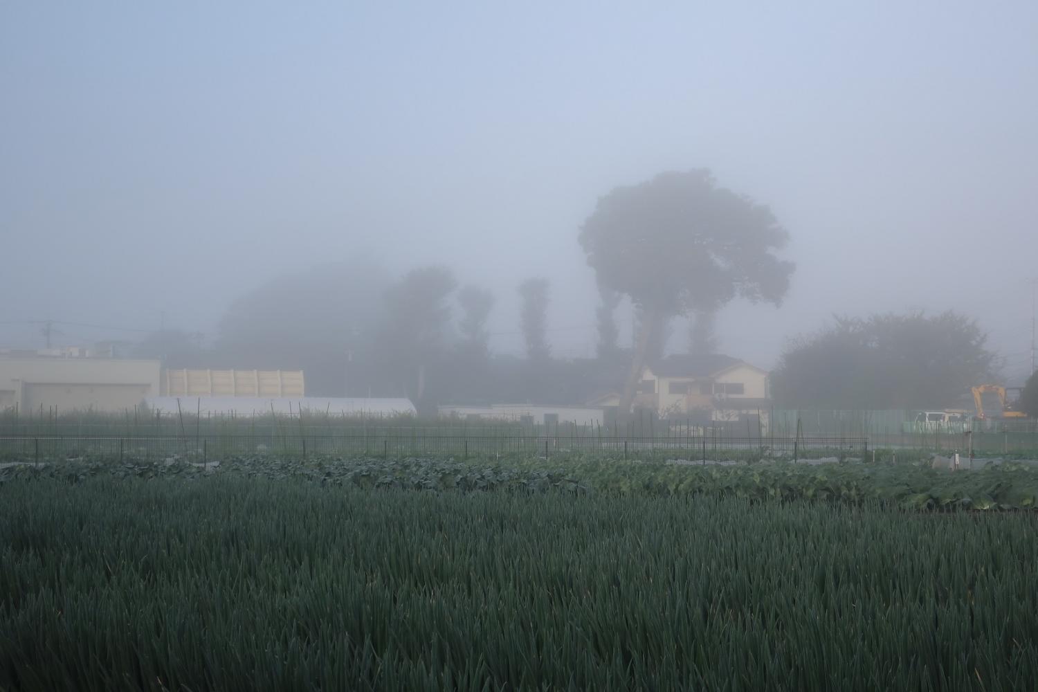 10月30日濃霧につつまれた南大泉