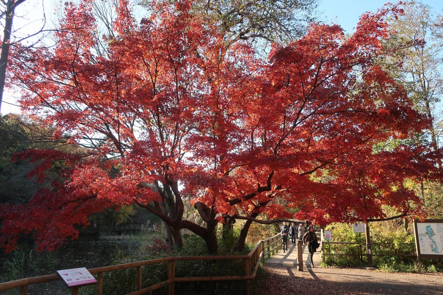 石神井公園の紅葉 画像