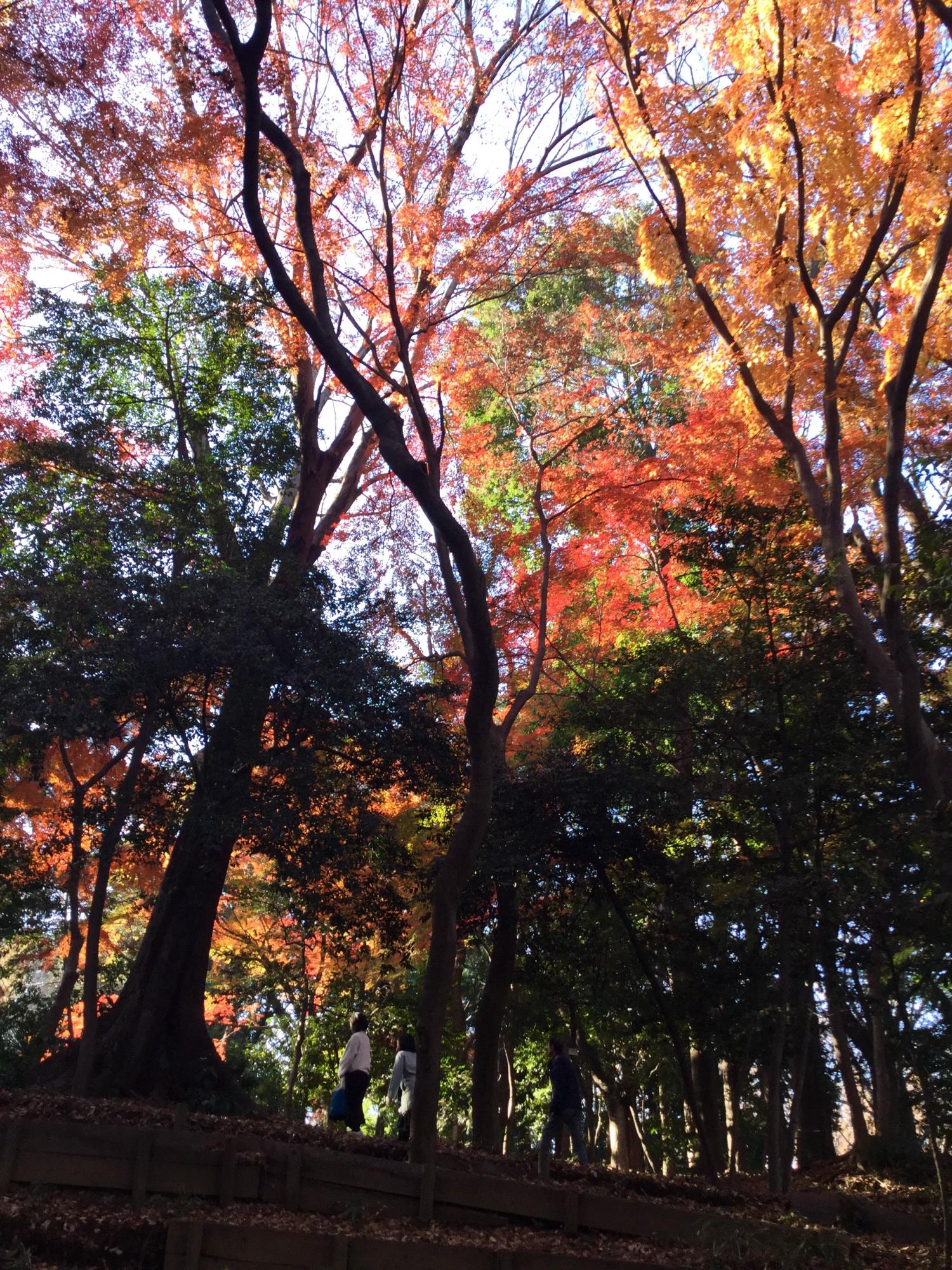 石神井公園 記念庭園の紅葉